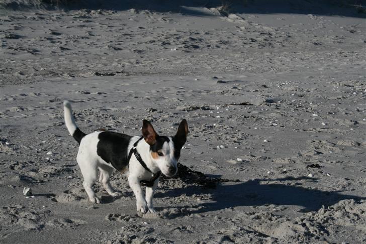 Jack russell terrier Saba billede 4