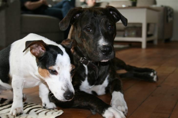 Jack russell terrier Saba billede 5