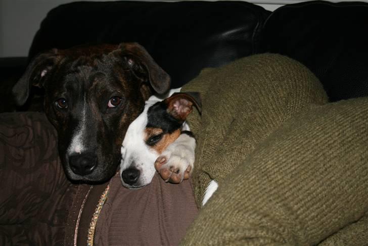 Jack russell terrier Saba billede 6