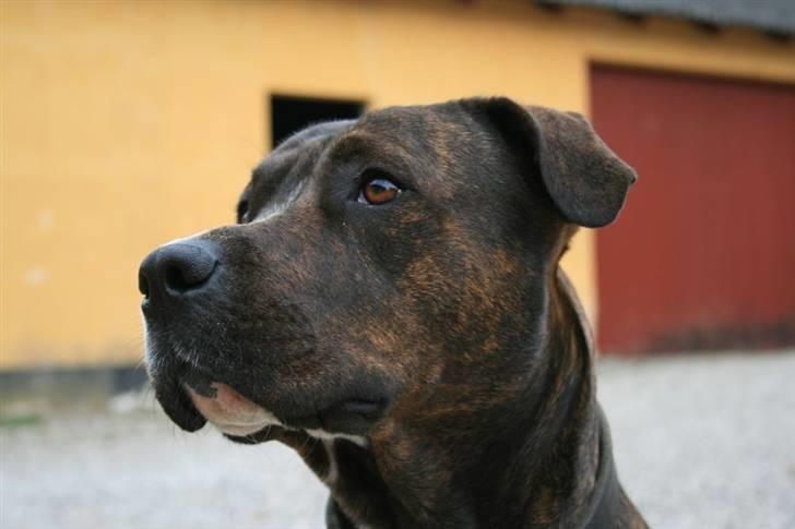 Blanding af racer Kala billede 1