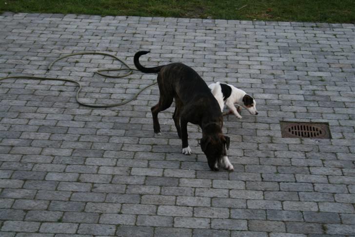 Blanding af racer Kala billede 2