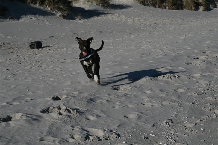 Blanding af racer Kala billede 3