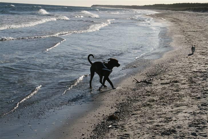 Blanding af racer Kala billede 4