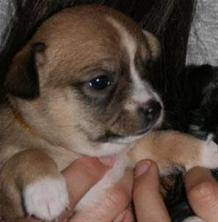 Blanding af racer * Nemo * - Her er han ikke ret gammel :) han har en del hvalpefedt. billede 1