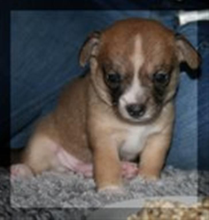 Blanding af racer * Nemo * billede 2