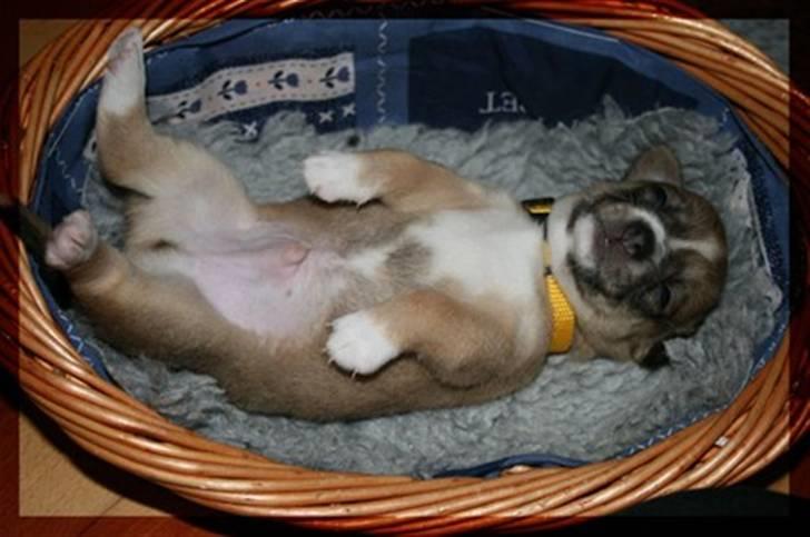 Blanding af racer * Nemo * billede 3