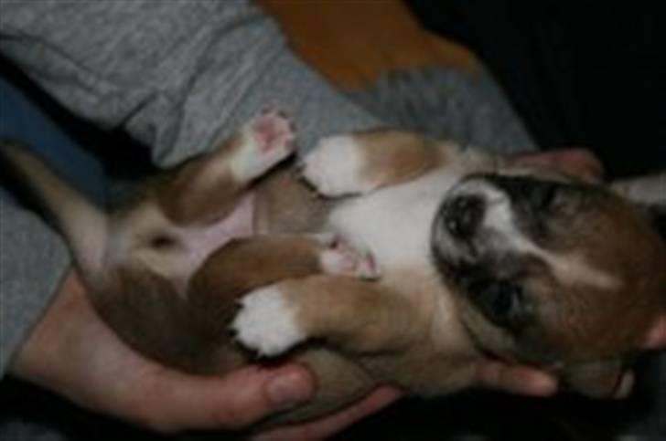 Blanding af racer * Nemo * billede 4