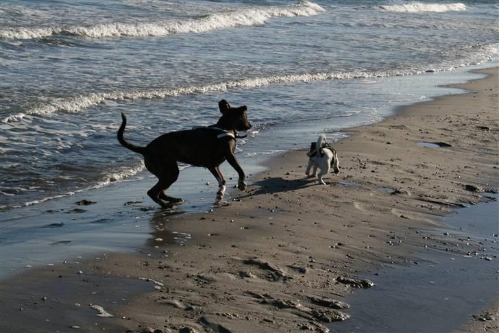 Blanding af racer Kala billede 5