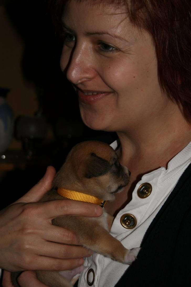 Blanding af racer * Nemo * billede 5