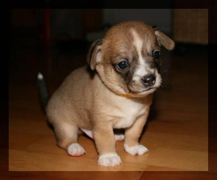 Blanding af racer * Nemo * billede 6