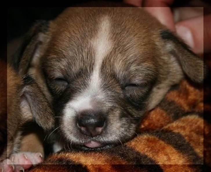 Blanding af racer * Nemo * billede 7