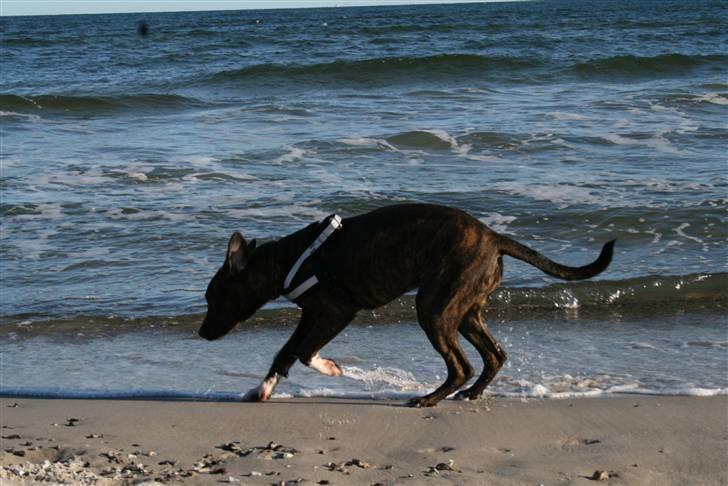 Blanding af racer Kala billede 6