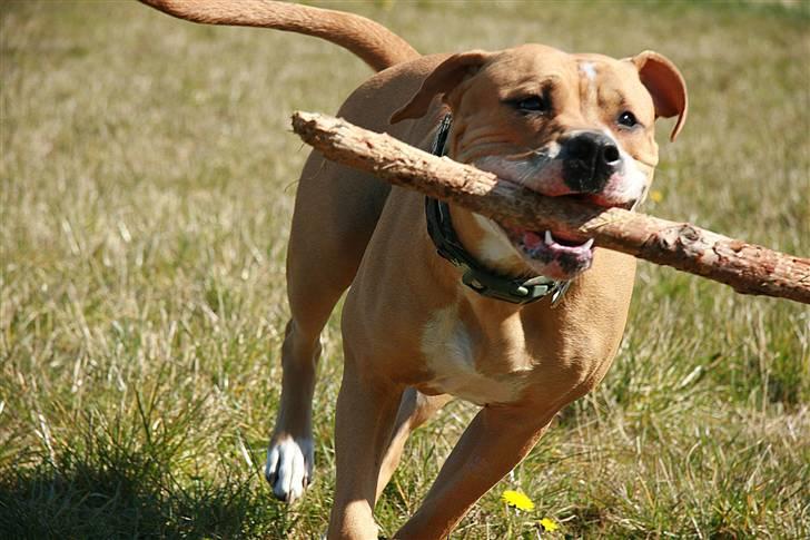 Amerikansk bulldog Baily billede 17