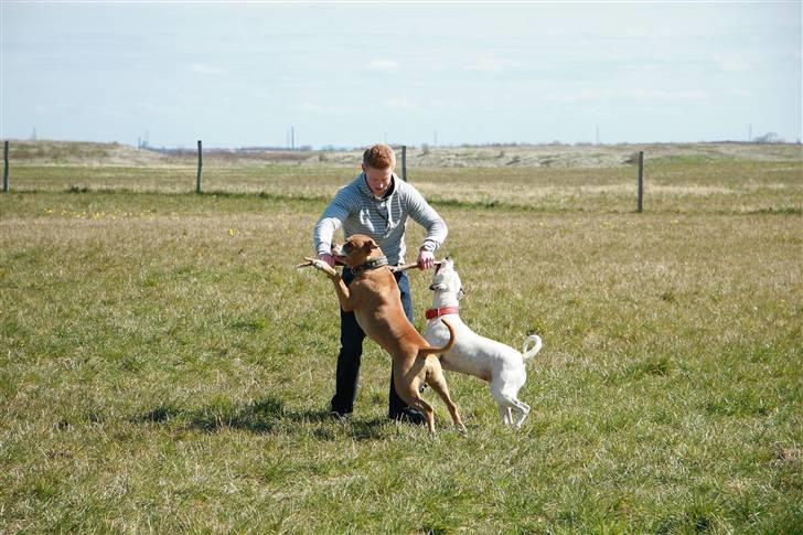 Amerikansk bulldog Baily billede 18