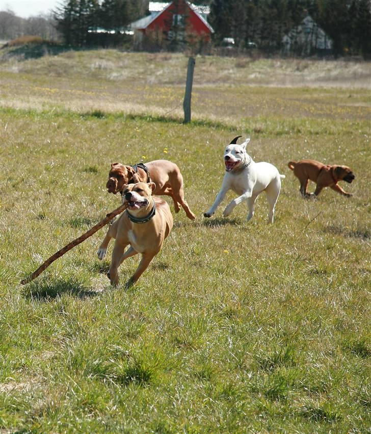 Amerikansk bulldog Baily billede 19