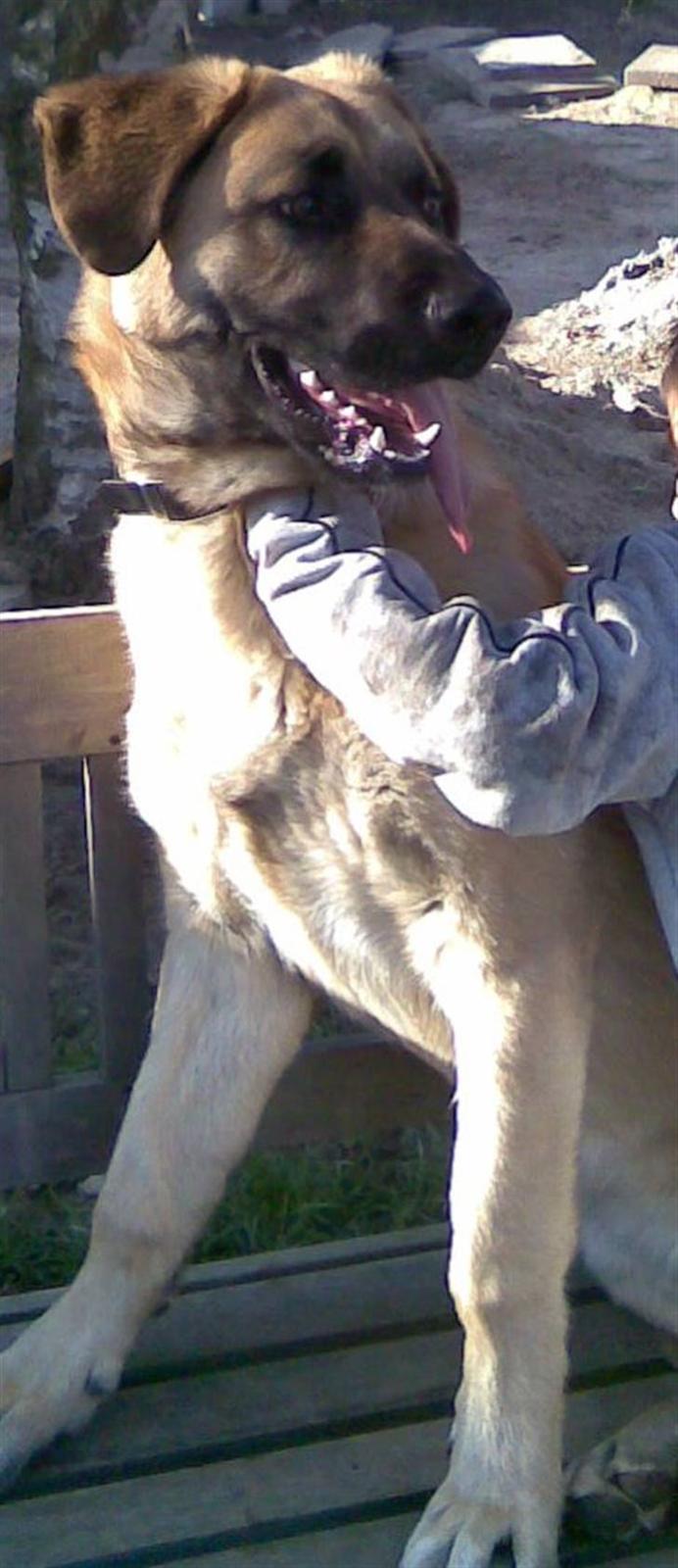 Kangal Macho billede 14