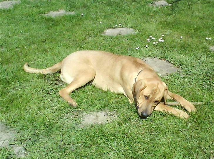 Broholmer Geri billede 15