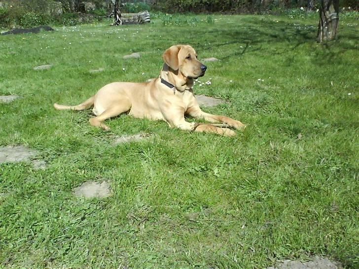 Broholmer Geri billede 16