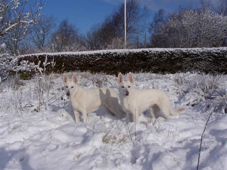Hvid Schweizisk Hyrdehund Ny Hviddueholm's Enya - Vi er her, kan du ikke se os? billede 9