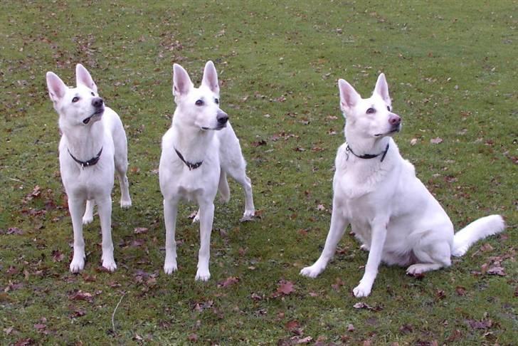 Hvid Schweizisk Hyrdehund Ny Hviddueholm's Enya - 3 generationer, Ny Hviddueholms Enya, mor Vi´Ka Andi og mormor Jackie, oldemor Rowan´s Holly død 14 år gammel. billede 10