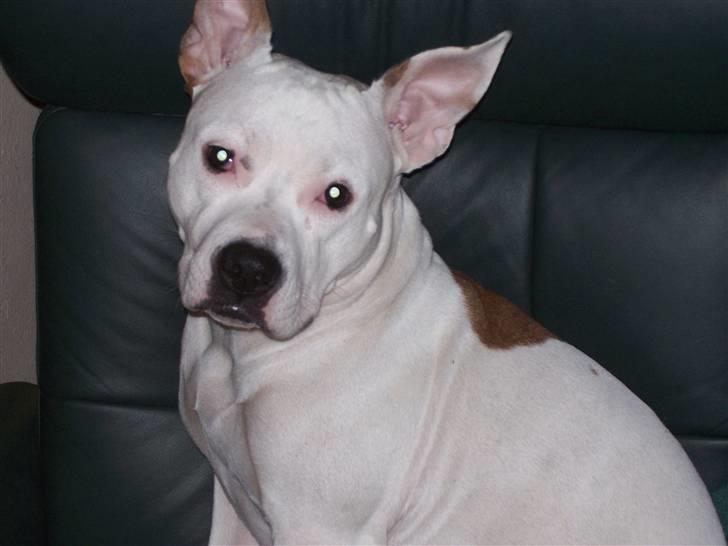 Amerikansk staffordshire terrier Nikita billede 1