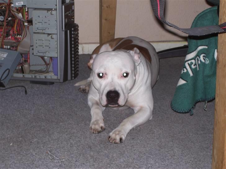 Amerikansk staffordshire terrier Nikita billede 2