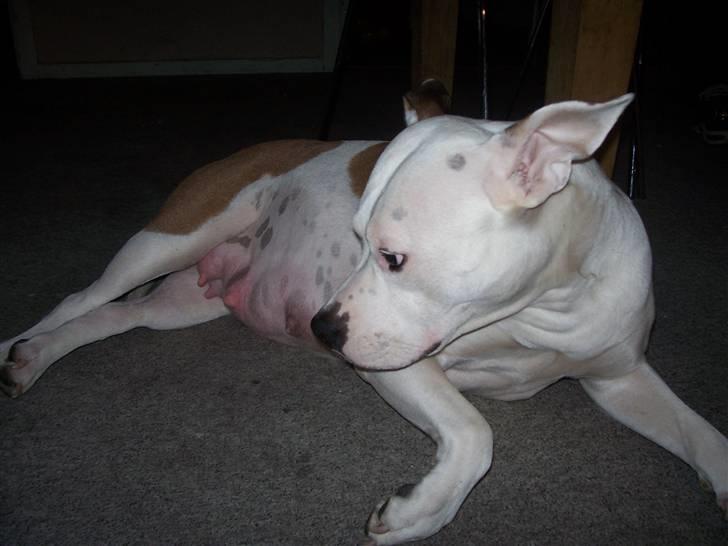 Amerikansk staffordshire terrier Nikita - Her ses hun, som drægtig billede 3