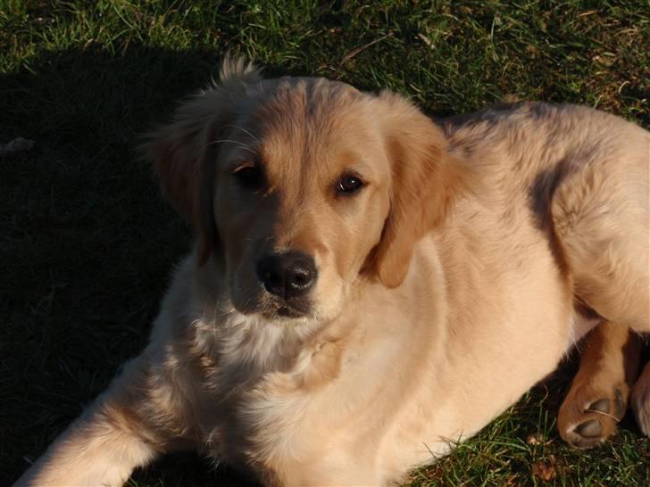 Golden retriever Mille - Velkommen til Mille`s Profil <3 billede 1