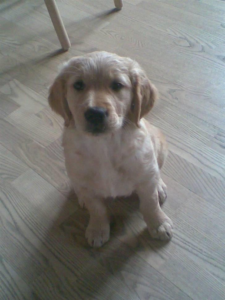 Golden retriever Mille - Lille Mille :D billede 2
