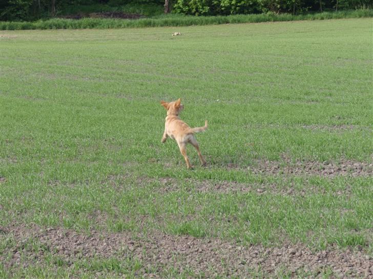 Golden retriever Mille - Ville Mille :P Hun løber after en sommerfugl :) billede 3