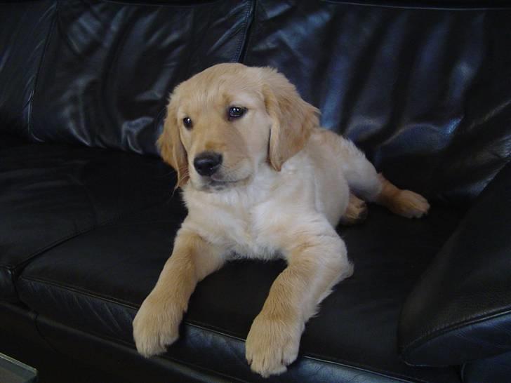 Golden retriever Mille - Elsker at ligge i sofaen ;) billede 5