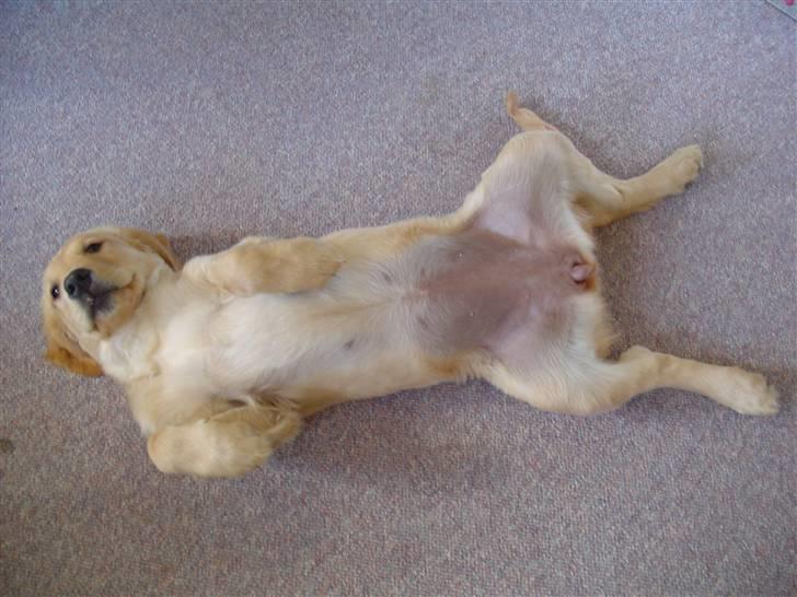 Golden retriever Mille - Klø mig på maven ;) billede 6