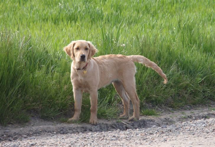 Golden retriever Mille - Hihi.. Søde Mille <3 billede 7
