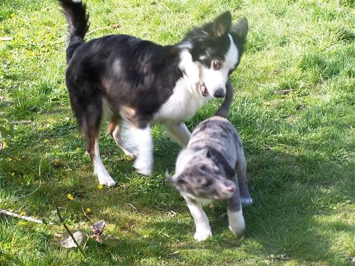 Border collie Rooney billede 7