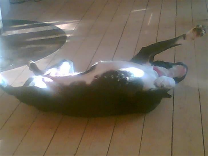 Amerikansk staffordshire terrier Znif - Znif der fjoller lidt rundt på gulvet :-) billede 6