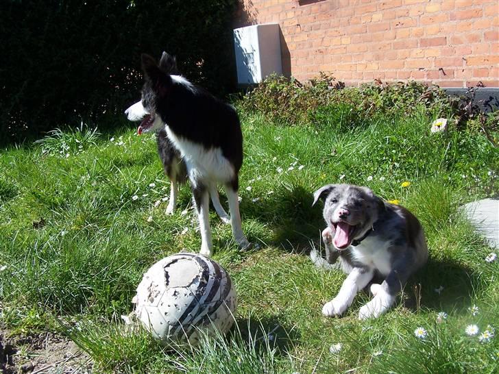 Border collie Rooney billede 8