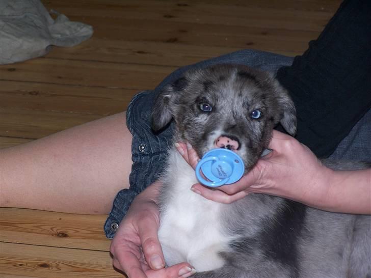 Border collie Rooney billede 9