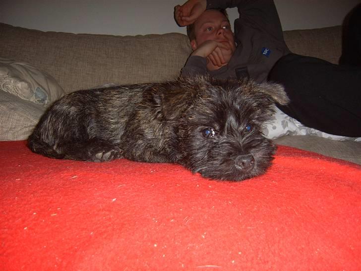 Cairn terrier Sofus - Ja ja jeg skal nok ligge stille. billede 9