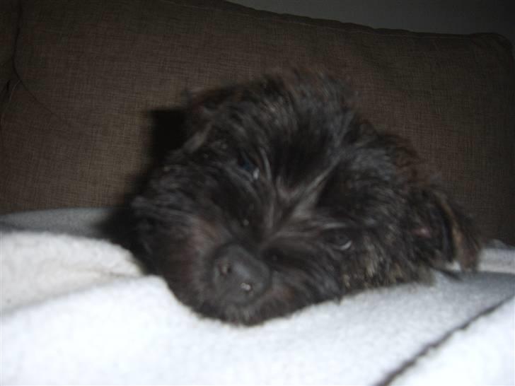 Cairn terrier Sofus - Fanget mens jeg sov, det sker ellers ikke ret meget. billede 10