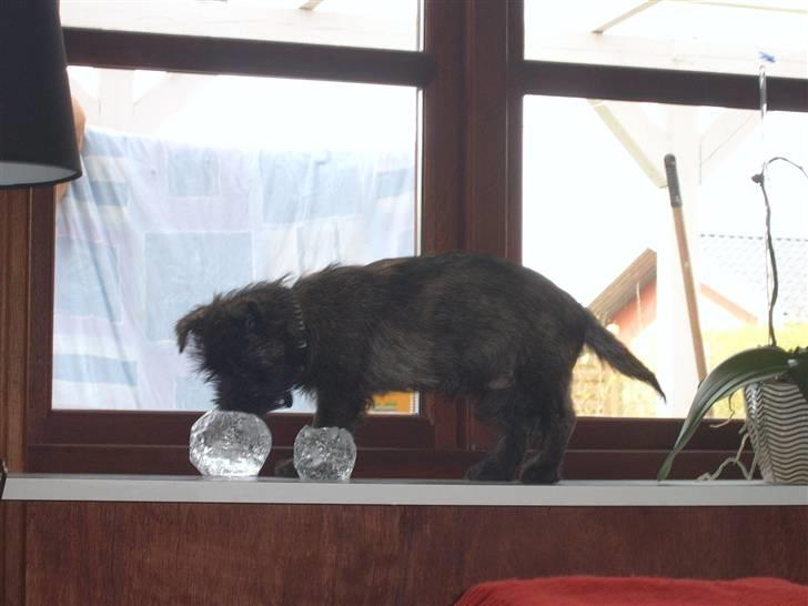 Cairn terrier Sofus - tog lige en tur i vindueskarmen selv om mor havde sagt nej billede 11