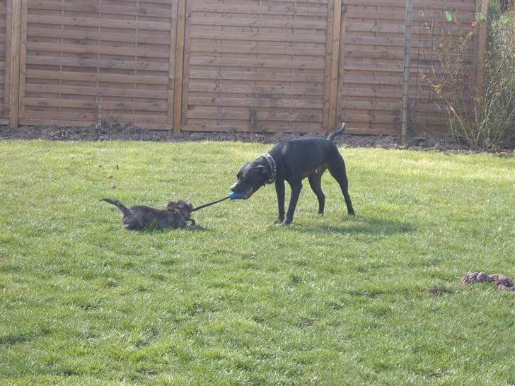 Cairn terrier Sofus - Kom du bare her Felix, det er mig som er kamphunden her. billede 12