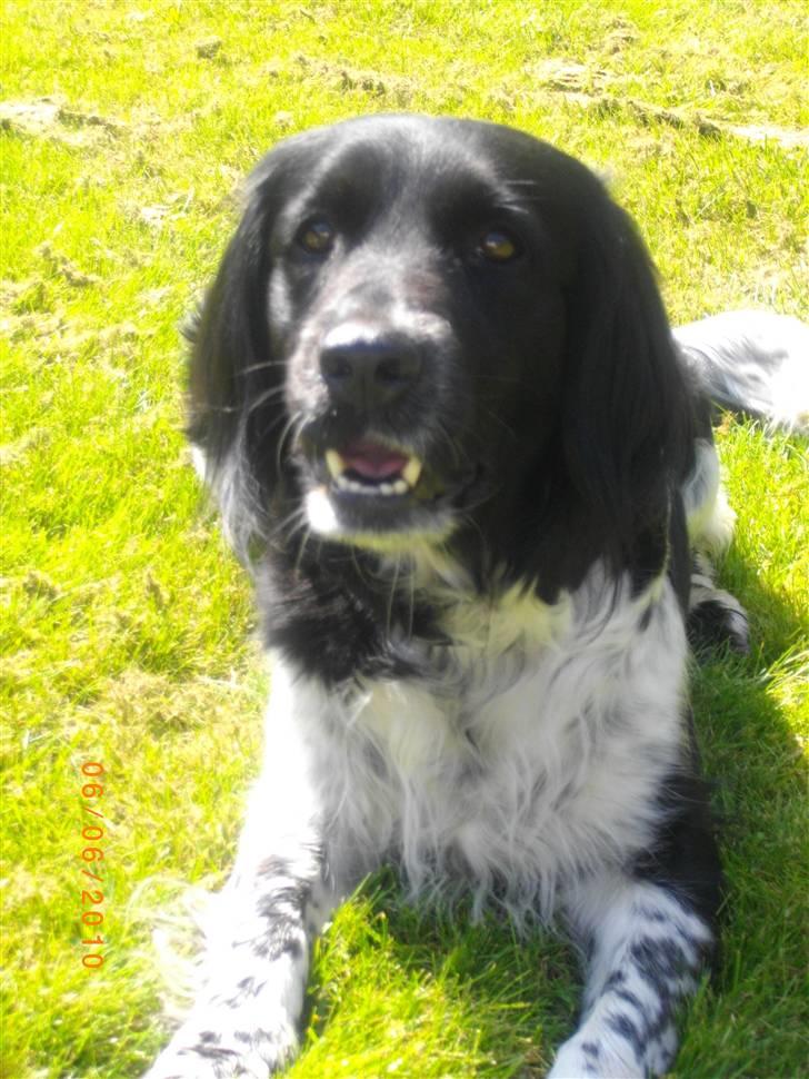 Blanding af racer Trine billede 3