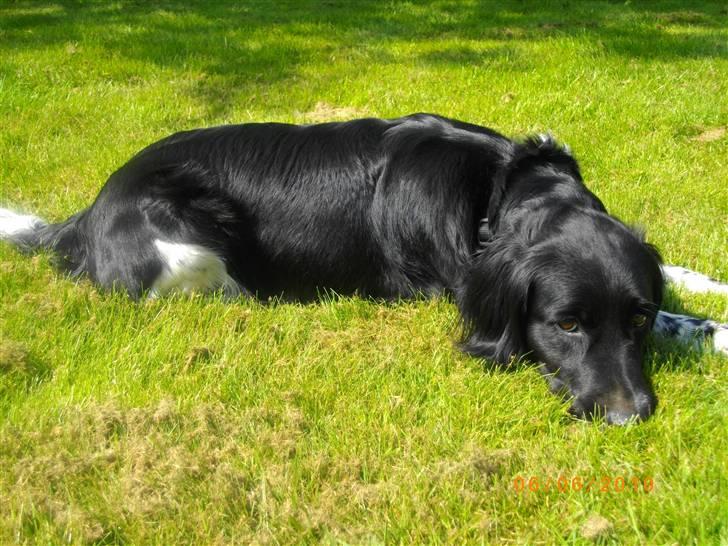 Blanding af racer Trine billede 5