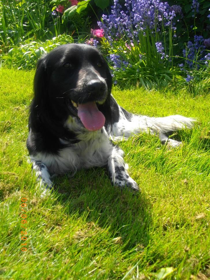 Blanding af racer Trine billede 4