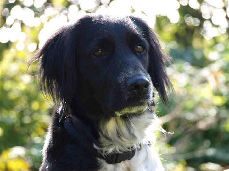 Blanding af racer Trine billede 6