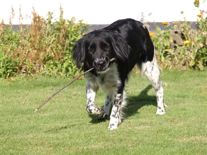 Blanding af racer Trine billede 7