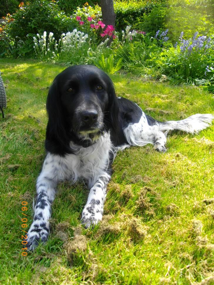 Blanding af racer Trine billede 8