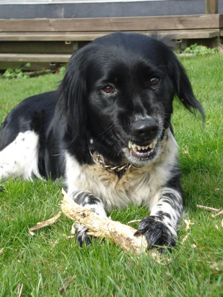 Blanding af racer Trine billede 9