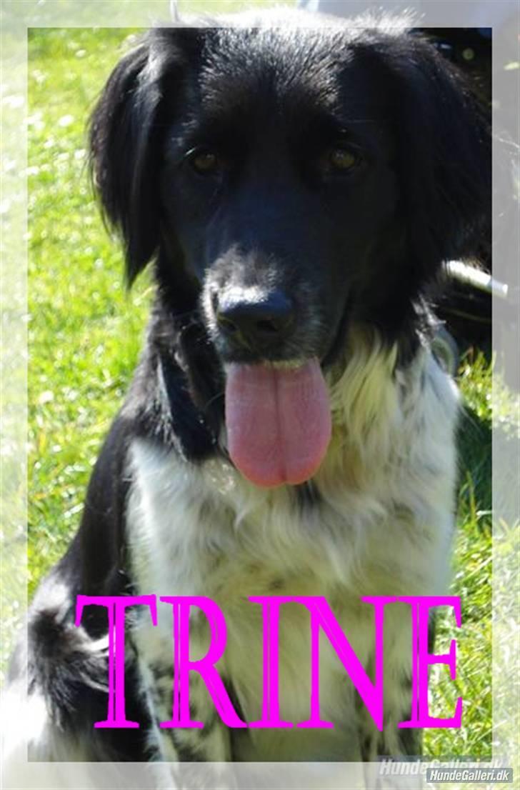 Blanding af racer Trine billede 10