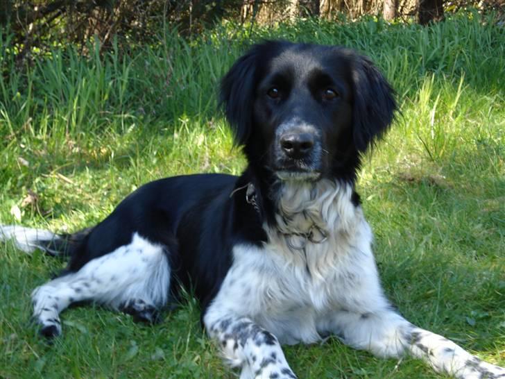 Blanding af racer Trine billede 11